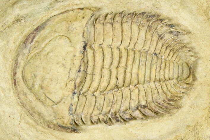 Lower Cambrian Bondonella Trilobite - Issafen, Morocco #381188